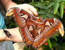 Найбільший метелик у світі - Attacus Atlas. Розмах його крил досягає 30  сантиметрів - Цікаві факти